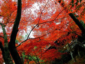 momiji